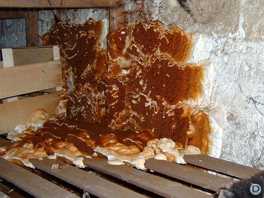 Expertise radicale mérule Dony Protect